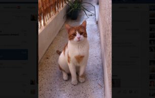 Βρέθηκε «σπιτικός» γάτος στην Κυψέλη επί της οδού Κύπρου