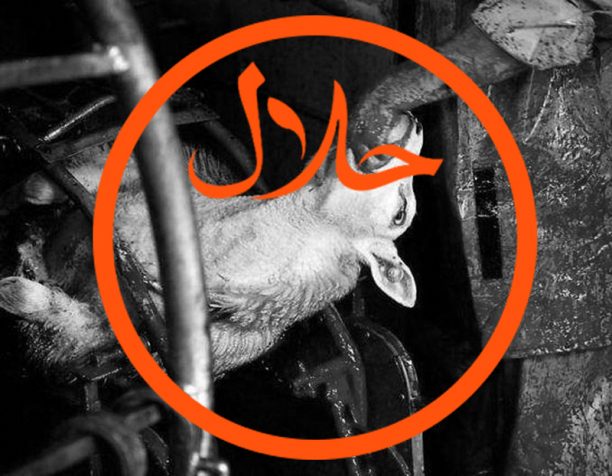 Αντίθετοι οι Οικολόγοι Πράσινοι με τις πρακτικές βασανισμού - «θρησκευτικής σφαγής» ζώων o Γ. Τσιρώνης ακούει;