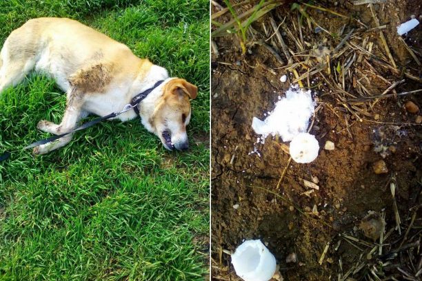 Ακαριαίος θάνατος από φόλες για δύο σκυλιά στην Κασσάνδρα Χαλκιδικής