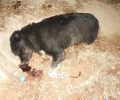 Δίνουν αμοιβή σε όποιον αποκαλύψει τον δολοφόνο των σκυλιών που έριξε φόλες στο κέντρο του Κιάτου