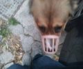 Έκκληση για τον εντοπισμό του σκύλου που περιφέρεται με φίμωτρο στον Κορυδαλλό Αττικής
