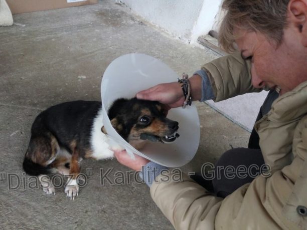 Καρδίτσα: Διαρκώς καλυτερεύει η σκυλίτσα που βρέθηκε στην Κρανιά με σπασμένη γνάθο & ξεριζωμένα δόντια (βίντεο)