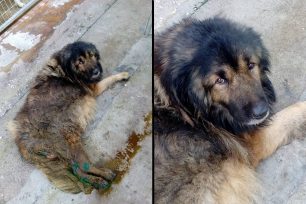 Αφήνουν τον έγκλειστο σκύλο άρρωστο και αβοήθητο στο Δημοτικό Κυνοκομείο Καβάλας (βίντεο)