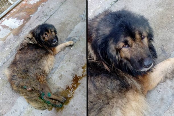 Έγινε ευθανασία στον πολύ άρρωστο σκύλο που έμεινε ένα χρόνο στο Δημοτικό Κυνοκομείο Καβάλας χωρίς περίθαλψη (βίντεο)