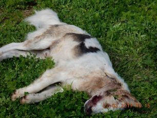 Συστηματική εξόντωση αδέσποτων και μη ζώων με καραμπίνες και φόλες παντού στη Λέσβο