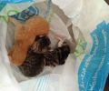 Ηράκλειο Κρήτης: Βρήκε τα νεογέννητα γατάκια κλεισμένα σε σακούλα πεταμένα στα σκουπίδια