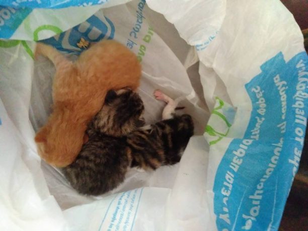 Ηράκλειο Κρήτης: Βρήκε τα νεογέννητα γατάκια κλεισμένα σε σακούλα πεταμένα στα σκουπίδια