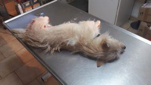 Χανιά: Βρήκε τον σκύλο πυροβολημένο στο Μάλεμε