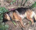 Μαντούδι Εύβοιας: 83χρονος εκτέλεσε σκύλο επειδή πέρασε έξω από το σπίτι του, συνελήφθη αλλά ακόμα δεν δικάστηκε λόγω ηλικίας