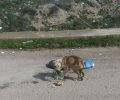 Έκκληση για τον σκελετωμένο σκύλο στα Μέγαρα