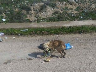 Έκκληση για τον σκελετωμένο σκύλο στα Μέγαρα