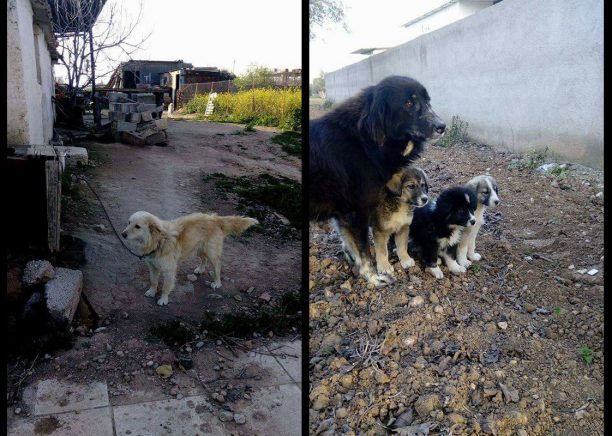 Μέγαρα: Πυροβόλησε προς τους φιλόζωους που βρήκαν σε άθλια κατάσταση τα σκυλιά του & ξέφυγε μέσα από τα χέρια της Αστυνομίας