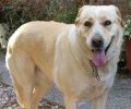 Σκύλος (ημίαιμο Λαμπραντόρ) βρέθηκε στα Μελίσσια να σέρνει την κομμένη αλυσίδα του