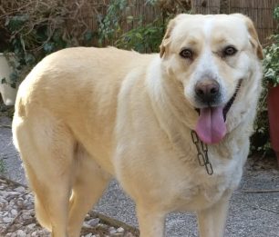 Σκύλος (ημίαιμο Λαμπραντόρ) βρέθηκε στα Μελίσσια να σέρνει την κομμένη αλυσίδα του