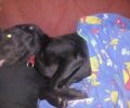 Εξαφανίστηκε μαύρος σκύλος (ημίαιμο Λαμπραντόρ) στον Ταυρωνίτη Χανίων