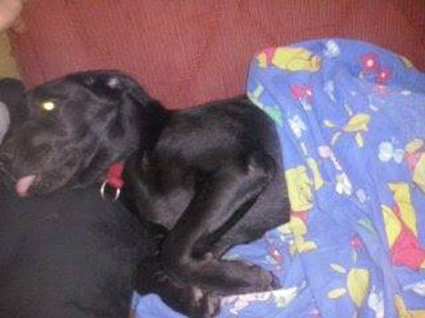 Εξαφανίστηκε μαύρος σκύλος (ημίαιμο Λαμπραντόρ) στον Ταυρωνίτη Χανίων