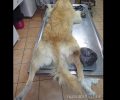 Μηδέν Γιαννιτσών: Βρήκε τον αδέσποτο σκύλο να περιφέρεται μ’ έναν τεράστιο όγκο ανάμεσα στα πόδια του
