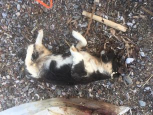 Ναύπακτος: Βρήκε το κουτάβι νεκρό κλεισμένο σε τσουβάλι πεταμένο στην παραλία του Πλατανίτη