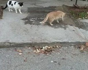 Με φόλες εξοντώνουν τις γάτες στο προαύλιο του Νοσοκομείου Παίδων «Αγία Σοφία» 2 NosokomeioPaidonGates 1