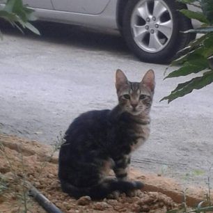 Με φόλες εξοντώνουν τις γάτες στο προαύλιο του Νοσοκομείου Παίδων «Αγία Σοφία» 5 NosokomeioPaidonGates 5