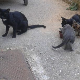 Με φόλες εξοντώνουν τις γάτες στο προαύλιο του Νοσοκομείου Παίδων «Αγία Σοφία» 6 NosokomeioPaidonGates 6