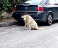 Αναζητούν σκύλο που βρέθηκε να σέρνεται στο Ηράκλειο Αττικής (βίντεο)