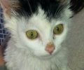 Πέθανε το γατάκι που βρέθηκε σοβαρά τραυματισμένο να το σέρνουν παιδιά στην άσφαλτο στο Πέραμα
