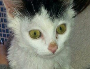 Πέθανε το γατάκι που βρέθηκε σοβαρά τραυματισμένο να το σέρνουν παιδιά στην άσφαλτο στο Πέραμα