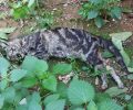 Πιθανότατα με φόλες εξόντωσαν τις γάτες που εξαφανίστηκαν από την οδό Μαγνησίας στον Περισσό