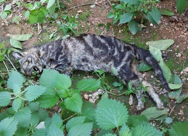 Πιθανότατα με φόλες εξόντωσαν τις γάτες που εξαφανίστηκαν από την οδό Μαγνησίας στον Περισσό