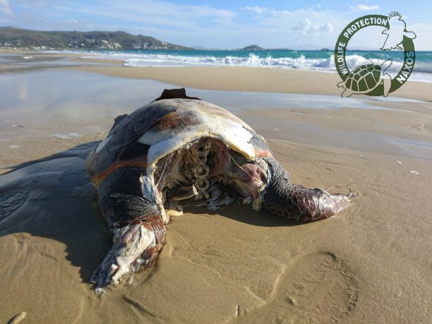 Ακόμα τρεις θαλάσσιες χελώνες εκβράστηκαν αποκεφαλισμένες στην Πλάκα της Νάξου