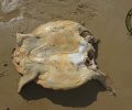 Ο ΑΡΧΕΛΩΝ ζητάει από εκείνους που γνωρίζουν να καταγγείλουν στις αρχές αυτούς που σκοτώνουν αποκεφαλίζοντας θαλάσσιες χελώνες