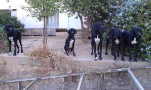 Βρέθηκαν - Έκκληση για τον εντοπισμό των 2 σκυλιών Πόιντερ που χάθηκαν από το Ελληνικό Αττικής