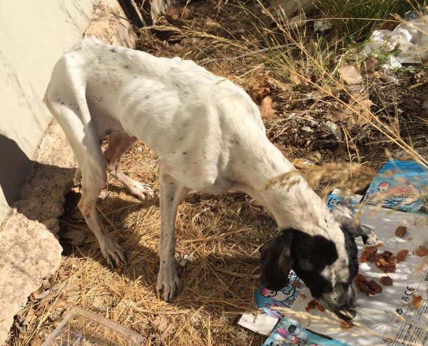 Έκκληση για τη φιλοξενία σκελετωμένου σκύλου που βρίσκεται στους Αγίους Θεοδώρους Βοιωτίας