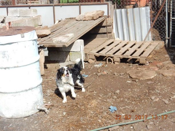 Λέσβος: Καθημερινοί οι έλεγχοι για τις συνθήκες διαβίωσης οικόσιτων ζώων που κακοποιούνται από τους ιδιοκτήτες τους