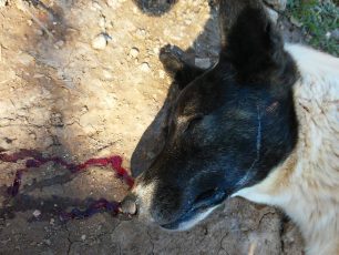 Δράμα: Σκοτώνουν με φόλες και τα σκυλιά που ζουν στην κλειστή χωματερή της Σίψας