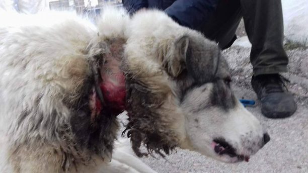 Ταξίδεψαν από Σέρρες στον Σοχό για να σώσουν σκύλο που βασάνιζε συστηματικά ο ιδιοκτήτης του