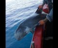 Ψαράς απεγκλώβισε από τα δίχτυα του σπάνιο είδος δελφινιού στην Κίσσαμο Χανίων