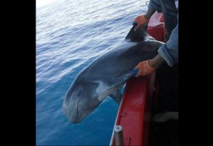 Ψαράς απεγκλώβισε από τα δίχτυα του σπάνιο είδος δελφινιού στην Κίσσαμο Χανίων
