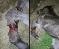 Στράτος Αιτωλοακαρνανίας: Πέταξαν το αλογάκι για να πεθάνει αφού το βασάνισαν δένοντας του τα πόδια