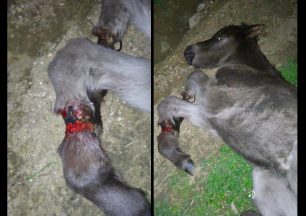 Στράτος Αιτωλοακαρνανίας: Πέταξαν το αλογάκι για να πεθάνει αφού το βασάνισαν δένοντας του τα πόδια