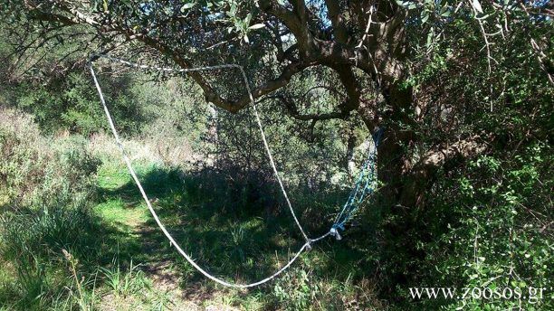 Στράτος Αιτωλοακαρνανίας: Έχουν γεμίσει με θηλιές τα χωράφια για να παγιδεύσουν άγρια άλογα (βίντεο)