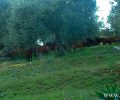 Τρία άγρια άλογα νεκρά πυροβολημένα με κυνηγετικό όπλο στην Στράτο Αιτωλοακαρνανίας