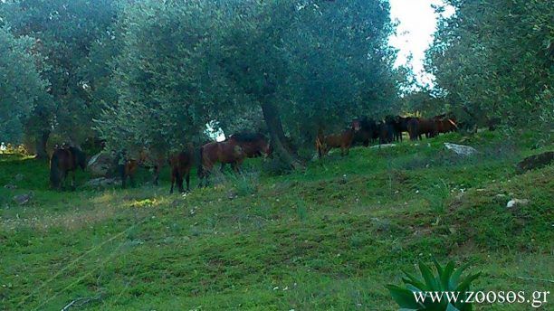 Τρία άγρια άλογα νεκρά πυροβολημένα με κυνηγετικό όπλο στην Στράτο Αιτωλοακαρνανίας