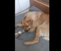 Στρούσι Ηλείας: Ο σκύλος βρέθηκε δεμένος στα πόδια με σύρμα, σπασμένο κεφάλι & πυροβολημένος
