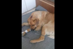 Στρούσι Ηλείας: Ο σκύλος βρέθηκε δεμένος στα πόδια με σύρμα, σπασμένο κεφάλι & πυροβολημένος