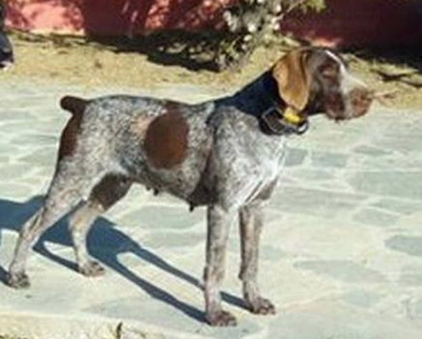 Χάθηκε σκύλος ράτσας Ντράχτααρ στη Βεργιά Χαλκιδικής