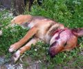 Χανιά: Καταδικάστηκε ο βοσκός που σκότωσε με καραμπίνα 2 σκυλιά στο χωριό Κουφός