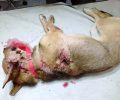 Συνελήφθη ο βοσκός που πυροβόλησε & σκότωσε δύο σκύλους στο χωριό Κουφός Χανιών