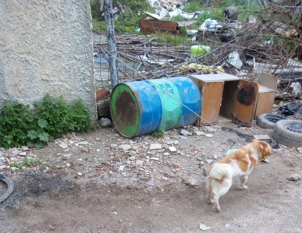 Συνελήφθη ο άνδρας που κακοποιούσε τα 3 σκυλιά του στο Βαμβακόπουλο Χανίων